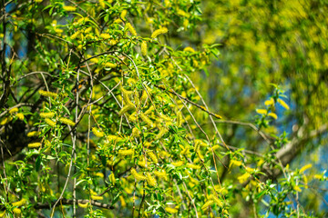 Old willow blossoming in spring on a sunny day.