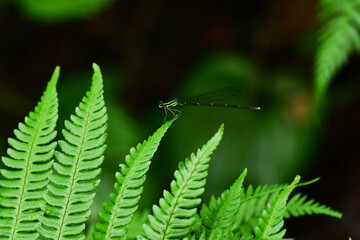 シダの葉の先に止まるイトトンボ