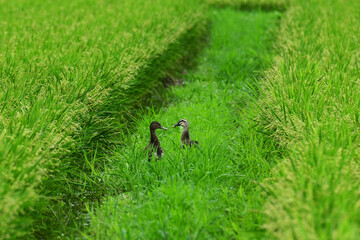 夏の田んぼのマガモとカルガモ
