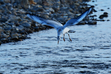 狙いを定めるユリカモメ
