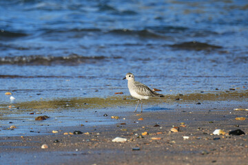 砂浜を歩くダイゼン
