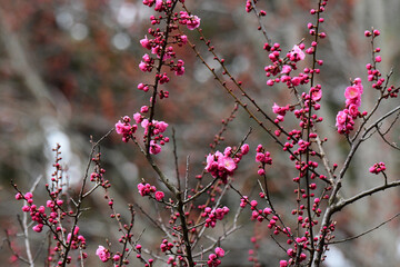 五分咲きのピンクの梅