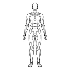Human body internal organs circulatory nervous and skeletal systems anatomy and physiology flat educative vector illustration