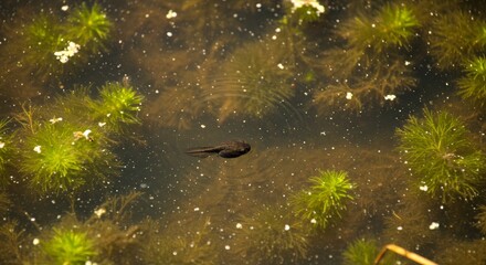 Tadpole's aquatic life: Metamorphosis in the murk surrounded by aquatic plants