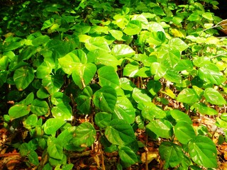 green leaves background