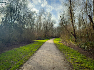 Forest Path with Gentle Sunlight