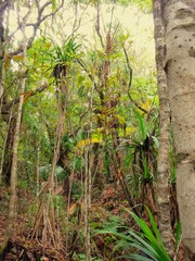 Jungle landscape in Chichijima, Ogasawara, Japan