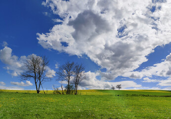 landscape withtrees, blue sky and white clouds