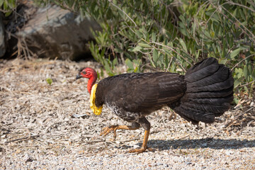 An Australian brush turkey is a protected bird in Australia and this male has a yellow wattle at its neck, contrasting with its red head, seen here at Pottsville in New South Wales, Australia.