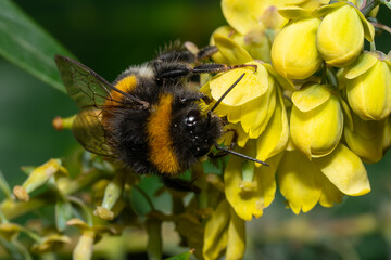 Bourdon (Bombus terrestris/lucorum/magnus/cryptarum) butinant une fleur