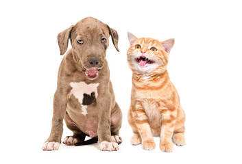 Yawning pitbull puppy and meowing scottish straight kitten sitting isolated on white background