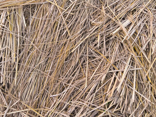 Dry rice straw background texture in the afternoon