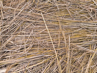 Dry rice straw background texture in the afternoon