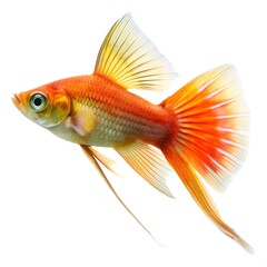 Swordtail fish isolated on white background