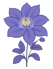 Obraz premium Illustration of a purple clematis flower with stem, leaves and bud, isolated on transparent background