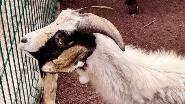 Myotonic goat taking a rest in a wildlife refuge