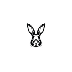 rabbit isolated on white background