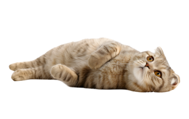 Cute British Shorthair cat lying on the floor, isolated on a transparent background
