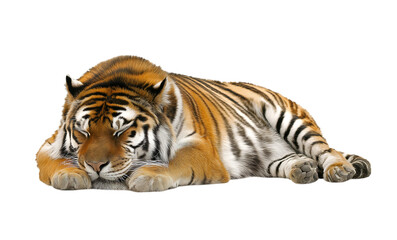 Obraz premium cute tiger sleeping on transparent background