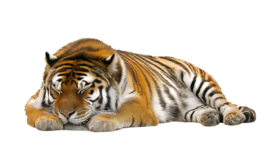 cute tiger sleeping on transparent background