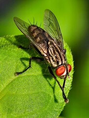 Macro picture of fly standing on leaf.