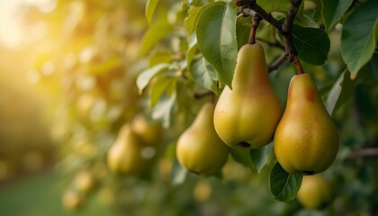 Pear trees laden with ripe fruit bask in the warm glow of late afternoon sunlight during the harvest season in a serene orchard landscape Generative AI