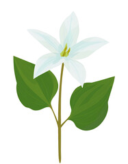 Obraz premium Simple flat illustration of a white trillium flower with green leaves isolated on transparent background