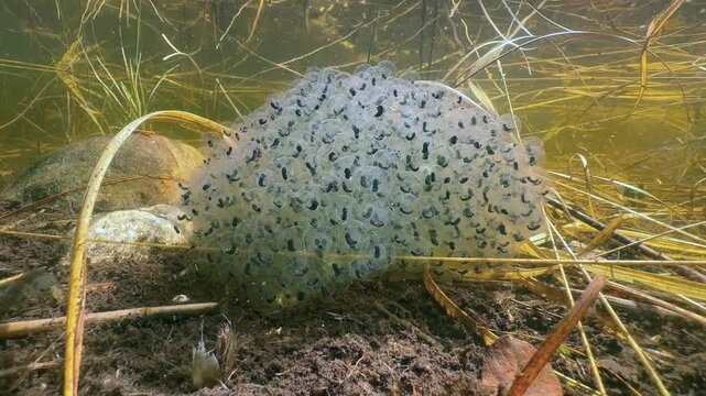 Hatching frogspawn of the Moor frog (Rana arvalis) in a shallow pond. Estonia.