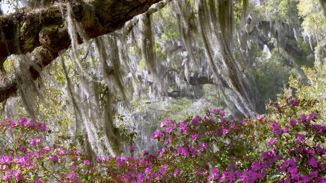spanish moss and azaleas in the breeze at magnolia gardens and plantation near charleston and summerville sc