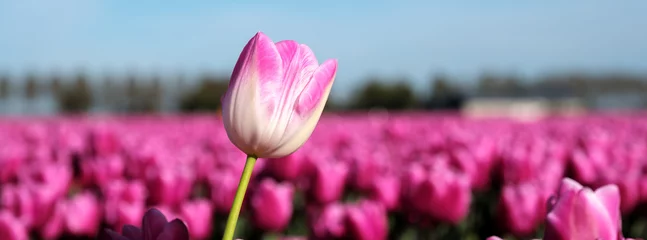 Selbstklebende Fototapeten Pink Colorful tulip fields stretch across the landscape of Flevoland, Netherlands, heralding the arrival of spring.  © Fokke Baarssen