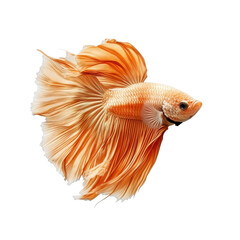 Fototapeta premium Beautiful orange betta fish with flowing fins swimming gracefully in a bright backdrop