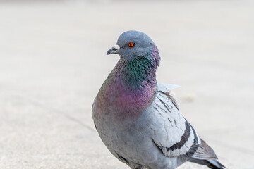 Pigeon biset (Columba livia) sur la place d'Arles
