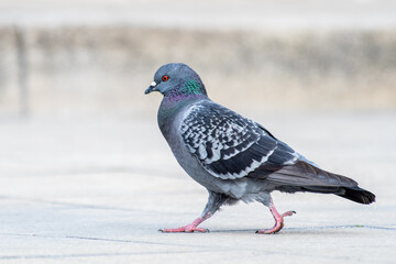 Pigeon biset (Columba livia) sur la place d'Arles