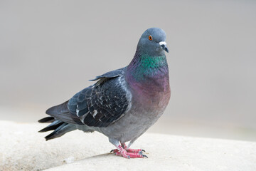 Pigeon biset (Columba livia) sur la place d'Arles