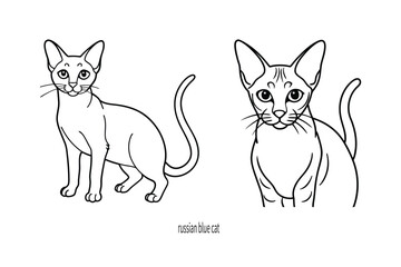 Obraz premium russian blue cat vector line sketch