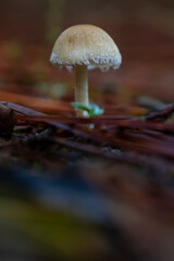 Close up of a Delicate Mushroom in a Forest Setting