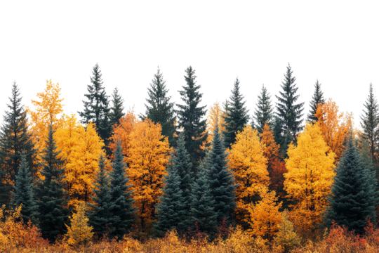 Colorful autumn forest with orange and green trees on a white isolated background.
