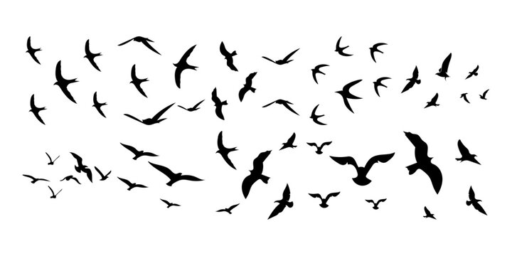 Flying Birds Silhouette