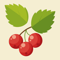 vector illustration of a red currant