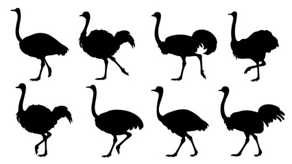 set of ostrich silhouette vector on white background