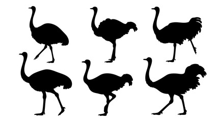 Obraz premium set of ostrich silhouette vector on white background