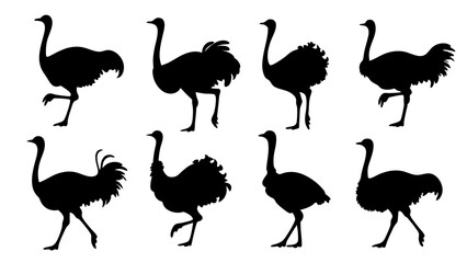 set of ostrich silhouette vector on white background