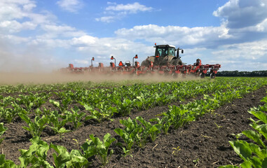 Agro work in the field. An array of sugar beet plants. Row-to-row cultivation is underway with a tractor with a professional trailed unit - a hoe. Above the field, the sky is bright with slow but magn