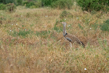 Drop olbrzymi (Ardeotis kori), Kori Bustarad. Gatunek bliski zagrożenia wyginięciem. Park Narodowy Tsavo i rezerwat wzgórz Taita, Kenia, Afryka