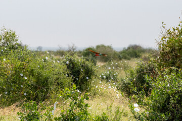 lecąca Żołna karminowa (Merops nubicoides), mały kolorowy ptak zamieszkujący tereny sawanny, Park Narodowy Tsavo i rezerwat wzgórz Taita, Kenia, Afryka © Kamil_k2p