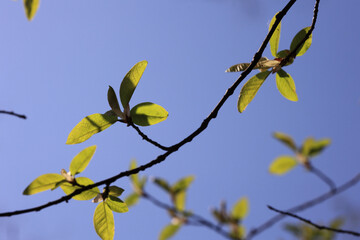 Fresh Young Green Leaves On A Tree Branch Silhouetted Against A Clear Blue Sky During Springtime. Looking Up View, Nature Background. Seasonal Growth.