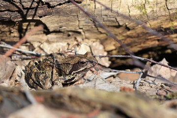 European Common Frog (Rana Temporaria) Perfectly Camouflaged Among Dry Brown Leaves On The Forest Floor In Spring. Wildlife Animal Hiding In Nature. Close Up.