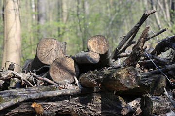 Pile Of Sawn Logs And Dry Branches Lying On Forest Floor In Early Spring. Close Up Of Cut Wood Ends Showing Tree Rings Texture. Firewood Stack.