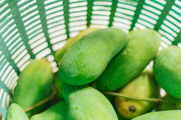  Mango collected in a crate..