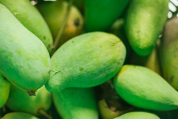  Mango collected in a crate..